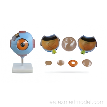 Modelo de anatomía de globo ocular ampliado